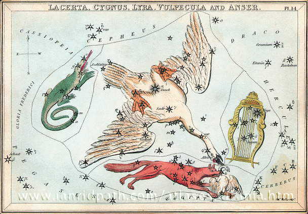 Сузір’я Лебідь з Атласу "Urania’s Mirror" (London, 1825)